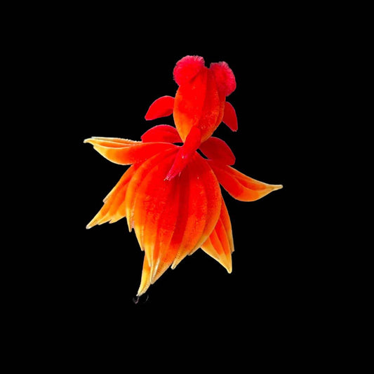 GoldFish Bespoke Brooch-Silk Brooch(Ronghua)